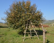 10th Oct 2017 - A persimmon tree with stairs