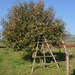 A persimmon tree with stairs by caterina