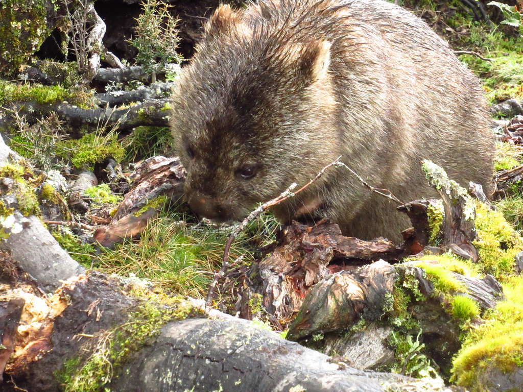 A Cradle Mountain resident. by robz