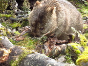 9th Oct 2017 - A Cradle Mountain resident.