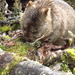 A Cradle Mountain resident. by robz