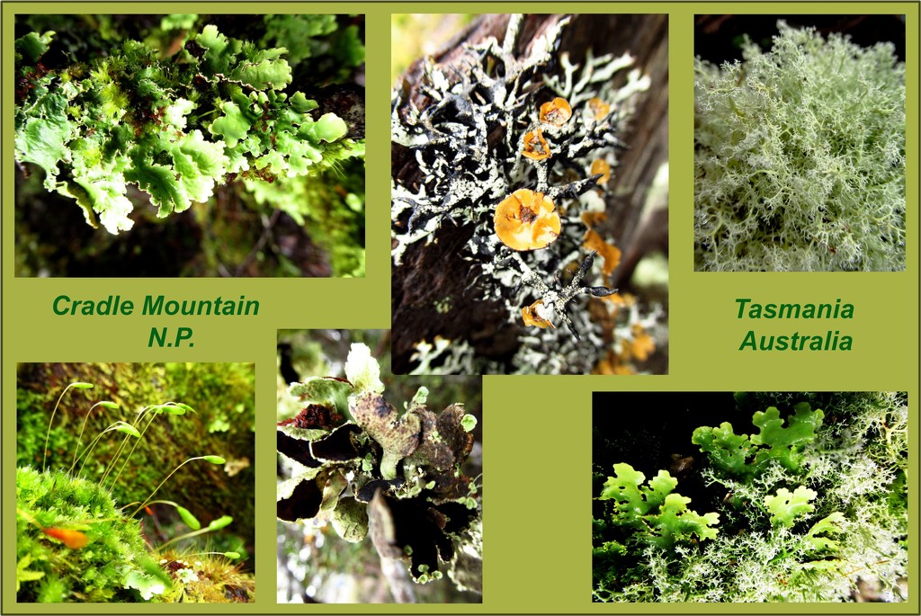 Lichen and moss rule! by robz