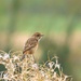 Female Stonechat by julienne1