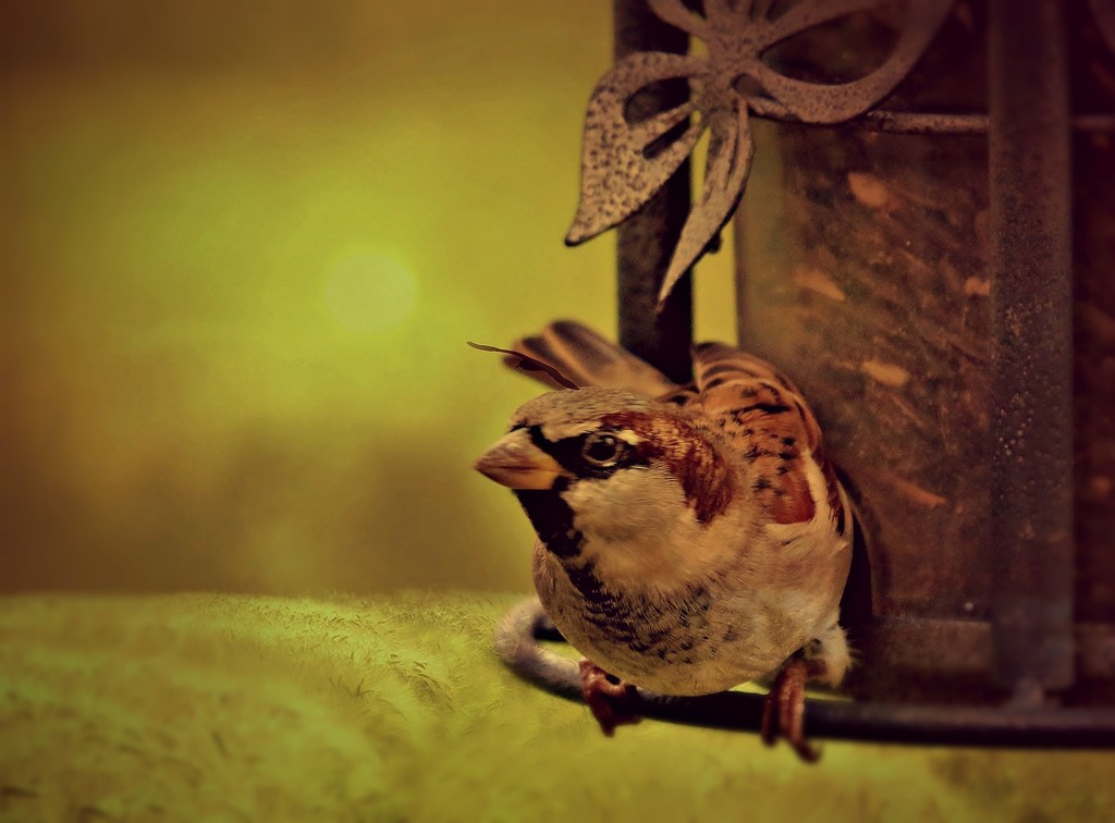 Sparrow  by lynnz