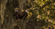 10th Oct 2017 - Bald Eagles in the Tree!
