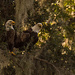 Bald Eagles in the Tree! by rickster549