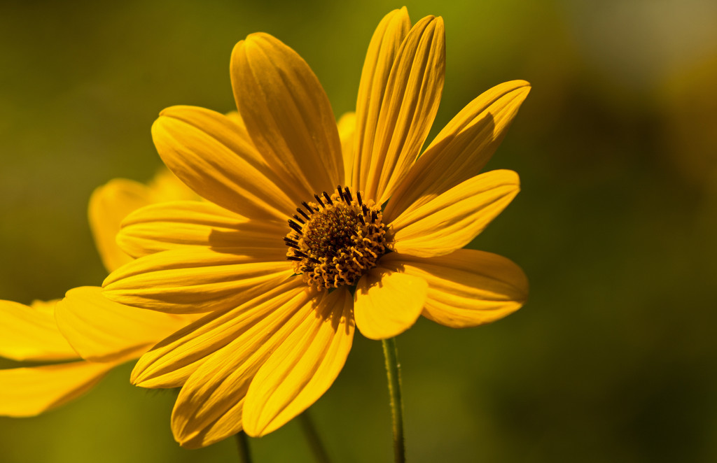 Yellow Flower! by rickster549