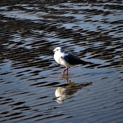 29th Sep 2017 - Seagull  Reflection ~