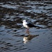 Seagull  Reflection ~ by happysnaps