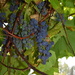 sour grapes by caitnessa