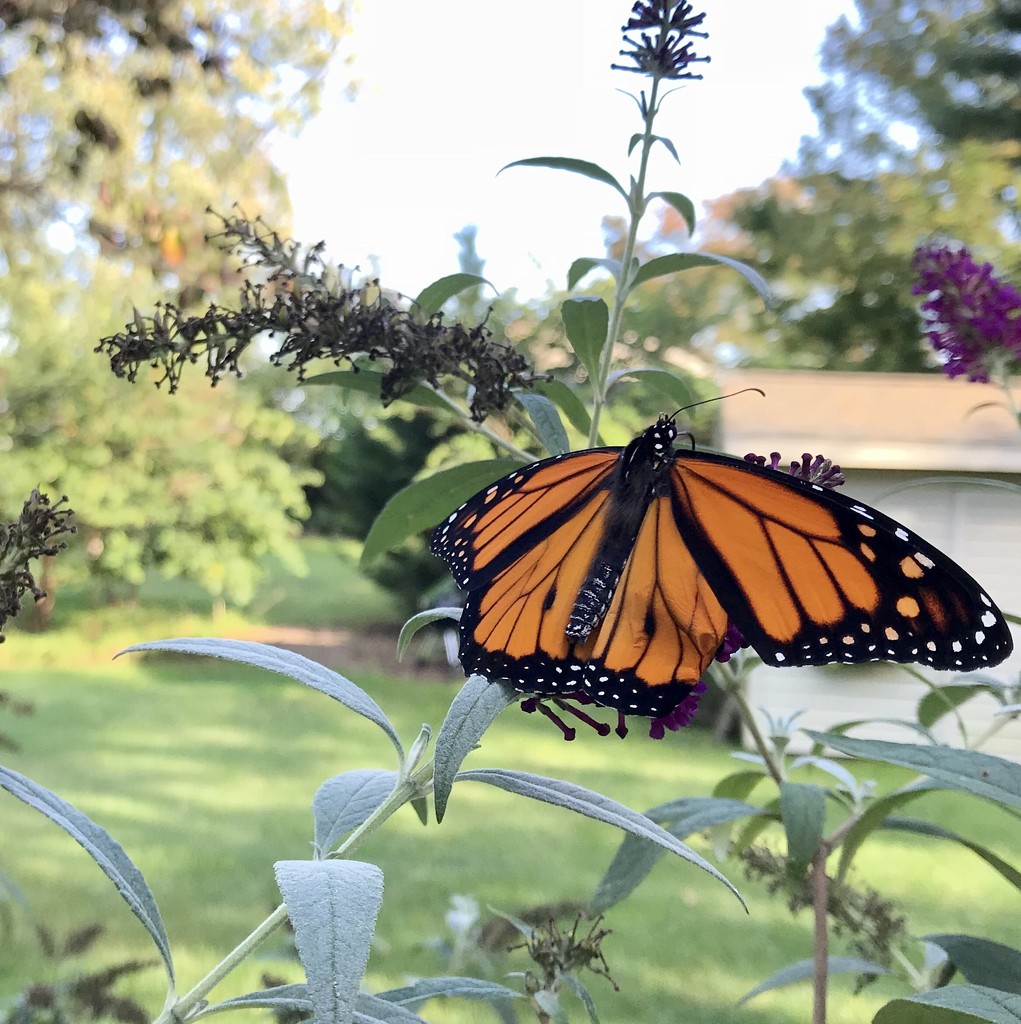Butterfly on butterfly bush by beckyk365