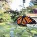 Butterfly on butterfly bush by beckyk365