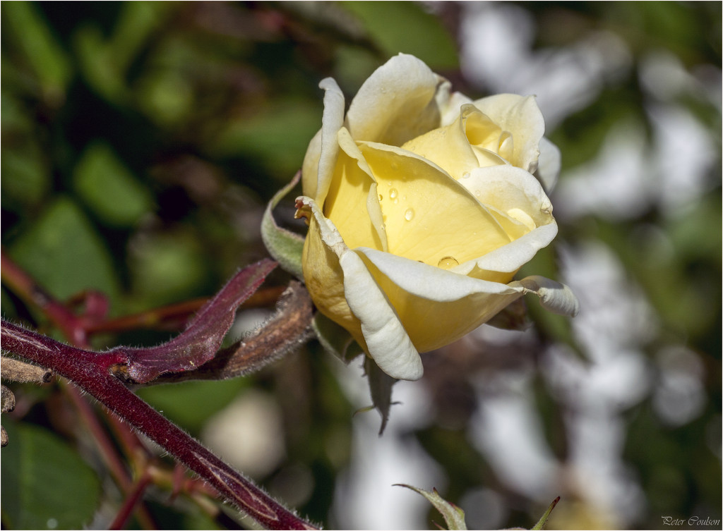 Small Yellow Rose by pcoulson