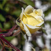 Small Yellow Rose by pcoulson