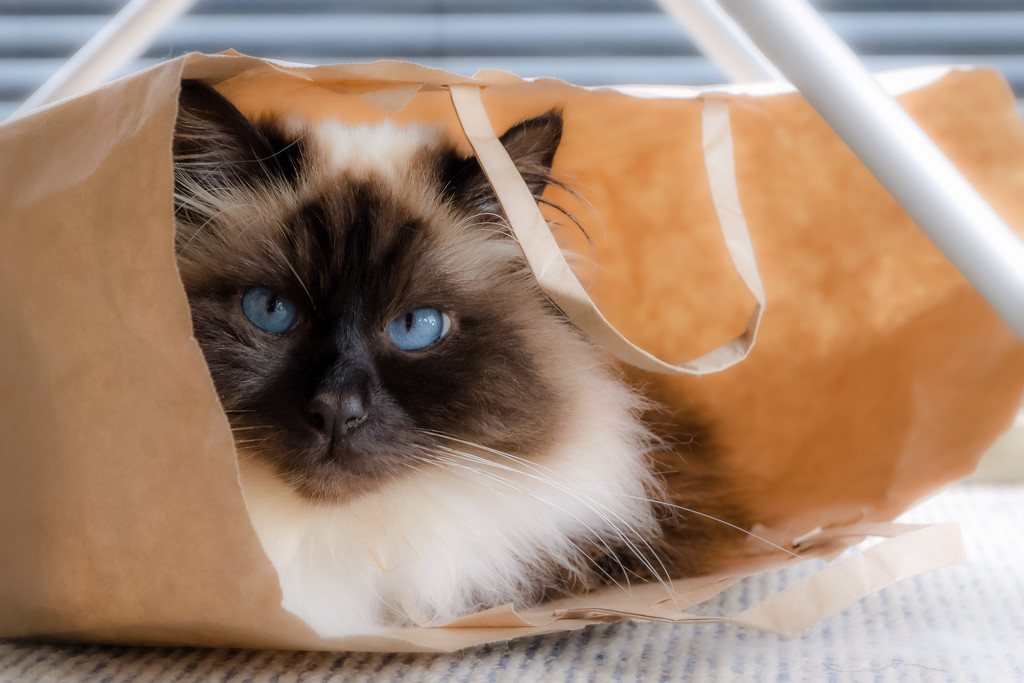The Cat in the Bag by helenw2