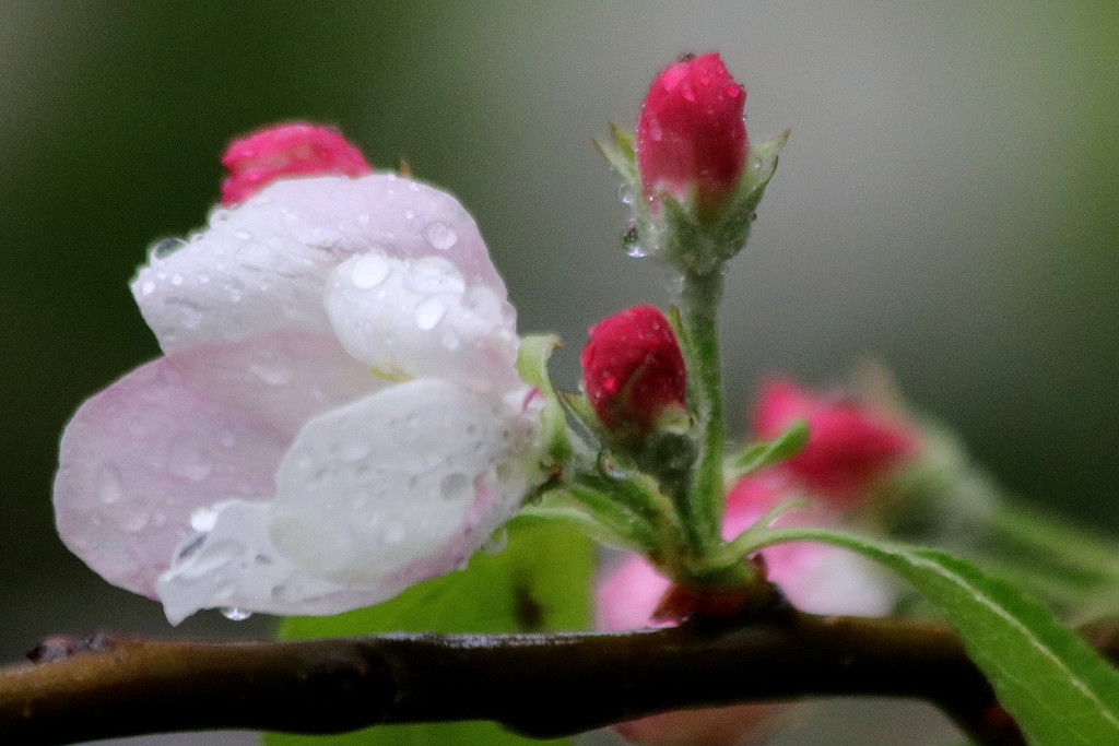 Wet blossom by gilbertwood