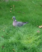 11th Oct 2017 - Walter the pigeon on our "lawn".
