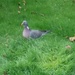 Walter the pigeon on our "lawn". by jmdspeedy