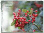 11th Oct 2017 - Cotoneaster
