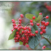 Cotoneaster by jamibann