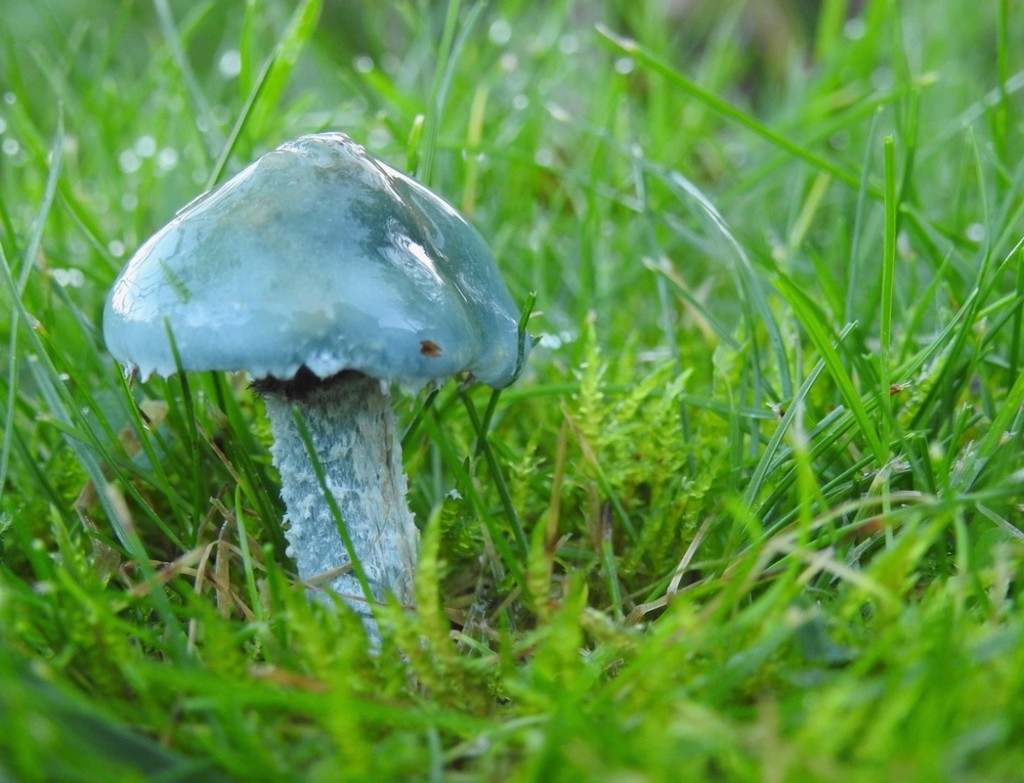 Verdigris agaric or blue roundhead?! by roachling