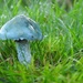 Verdigris agaric or blue roundhead?! by roachling