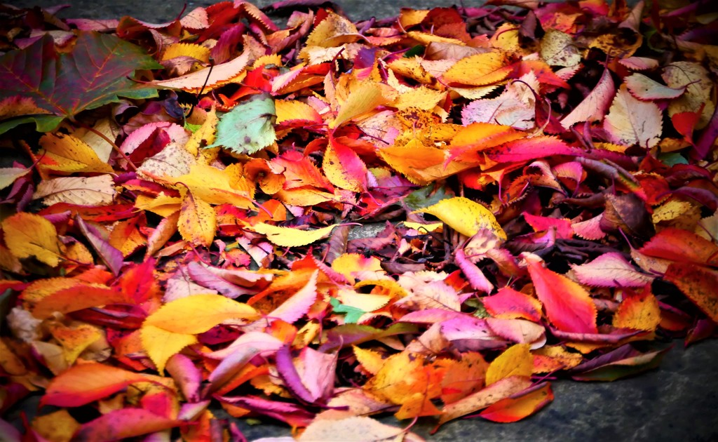 Leaf Fall by carole_sandford