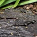 Tiny Eastern Water Skink ~ by happysnaps