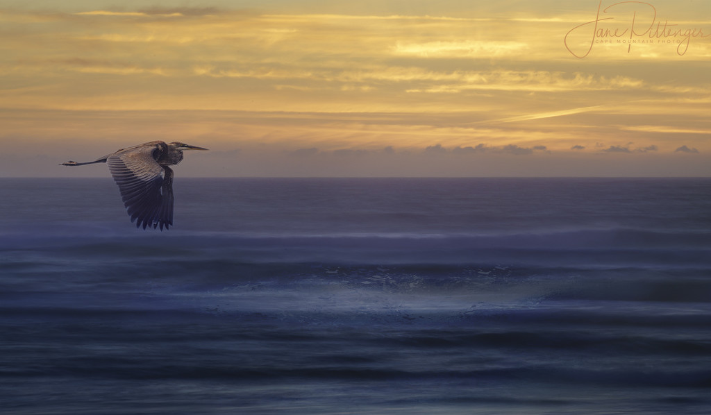 Heron Flying At Sunset by jgpittenger