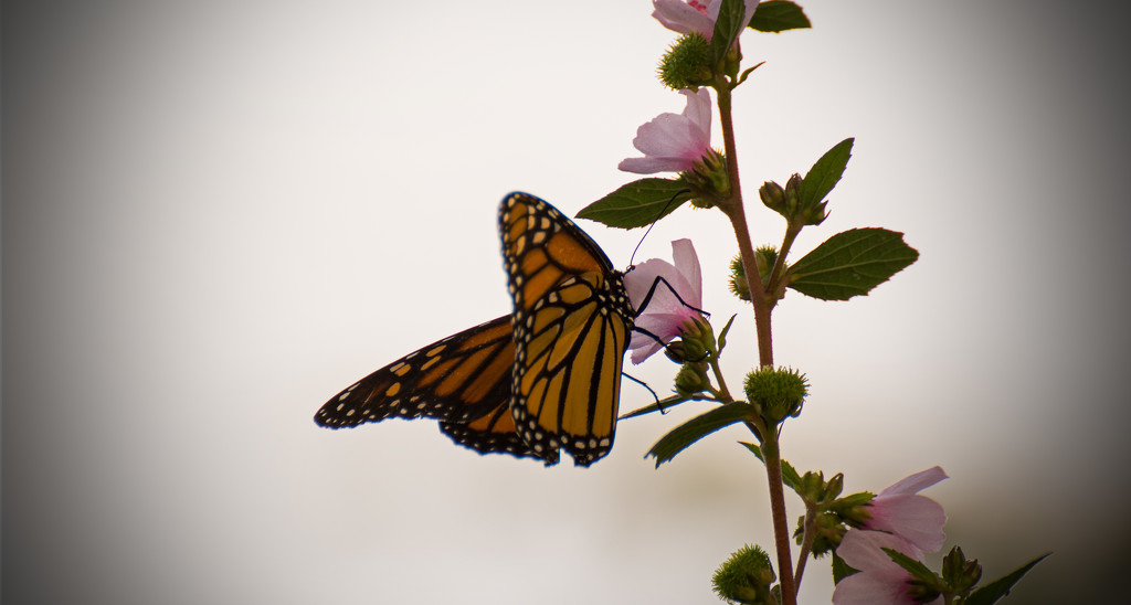 Monarch, With It's Head in the Flower! by rickster549