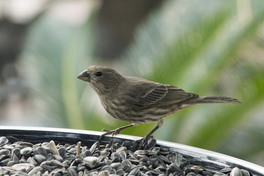 Newcomer - Female House Finch by gaylewood