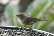 8th Oct 2017 - Newcomer - Female House Finch