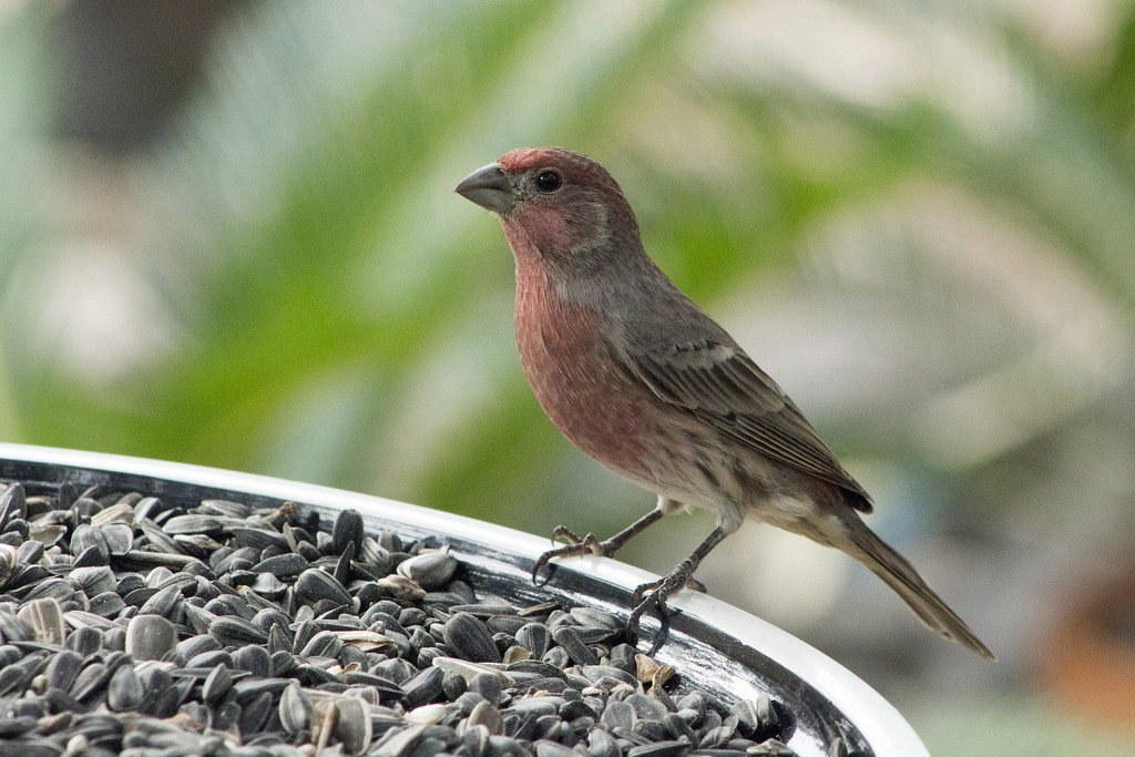 Newcomer - Male House Finch by gaylewood