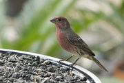 9th Oct 2017 - Newcomer - Male House Finch