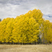 Golden Aspens by 365karly1