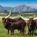 The Nguni cattle are back..... by ludwigsdiana