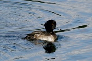 12th Oct 2017 - TUFTED DUCK