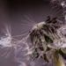 Dandelion Drops by fbailey