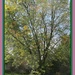 Silver Maple Tree. by grace55