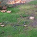 Grass snake by mattjcuk