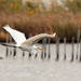 Egret by the pilings by shesnapped