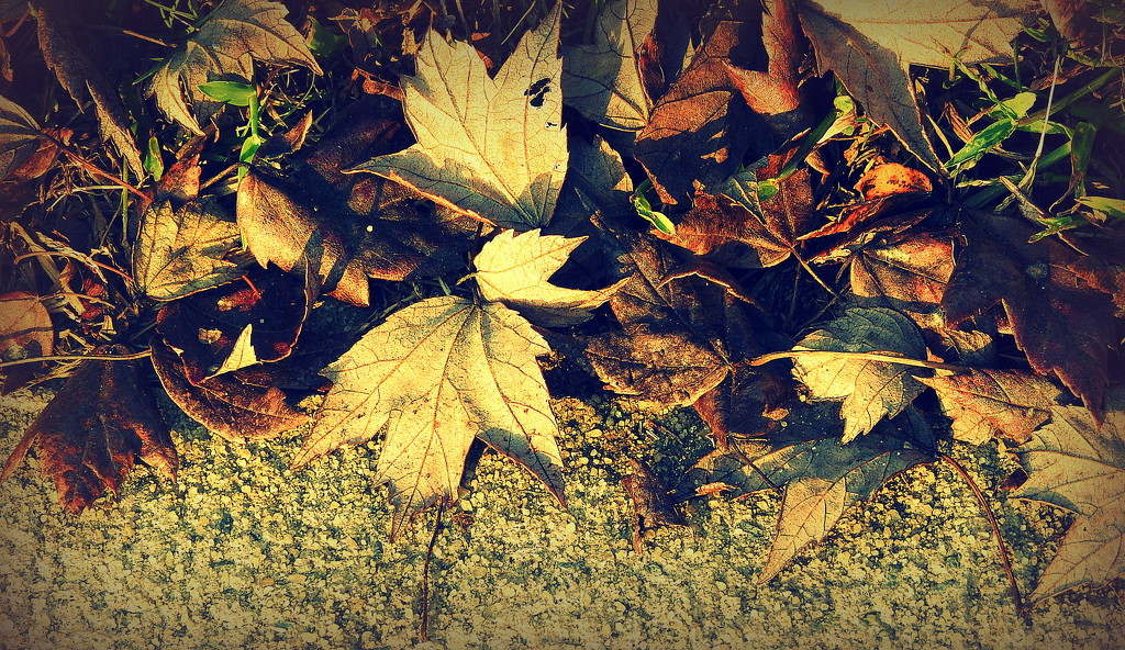 ETSOOI Fallen Leaves by homeschoolmom