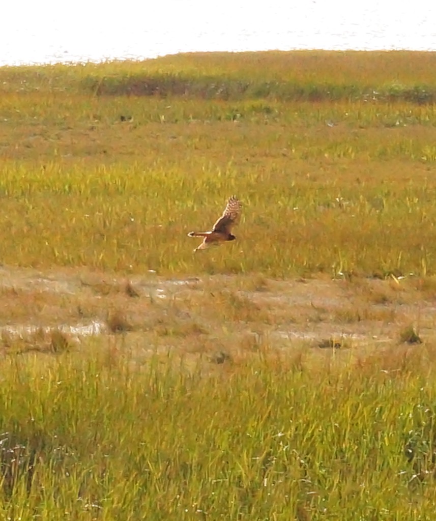 Marsh Hawk on the Hunt by meotzi
