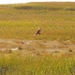 Marsh Hawk on the Hunt by meotzi