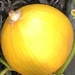 Ripening Pumpkin by cataylor41