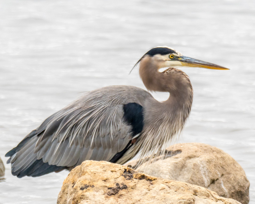 Great Blue Heron on the rocks by rminer