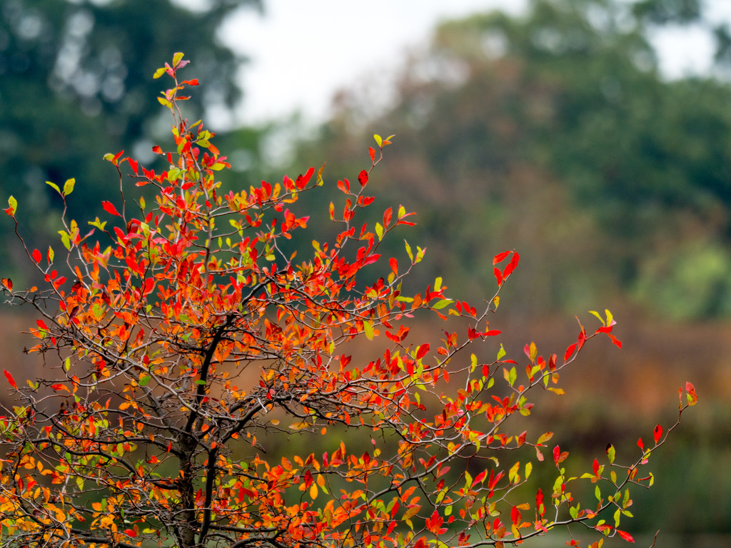 Autumn tree on fire by rminer