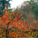 Autumn tree on fire by rminer