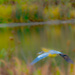 Great Blue Heron in Flight by rminer
