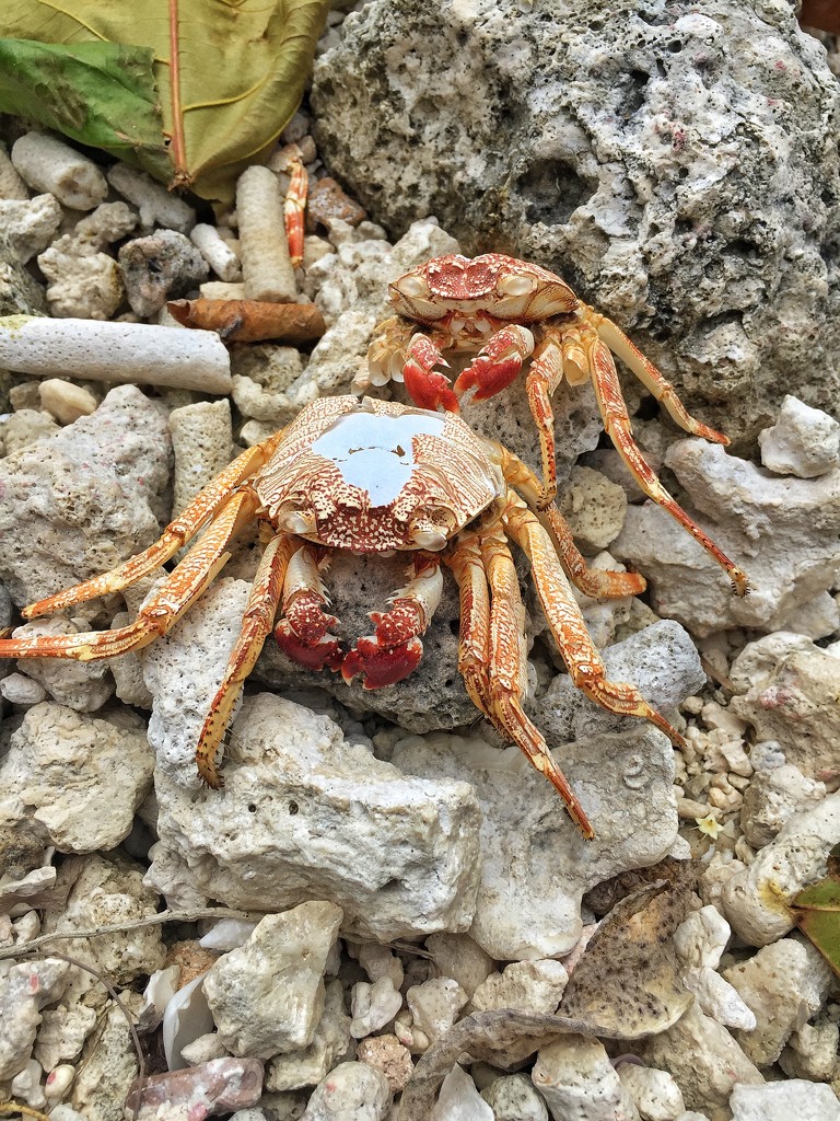 Crabs cemetery.  by cocobella